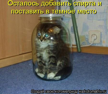 Котоматрица: Осталось добавить спирта и поставить в темное место