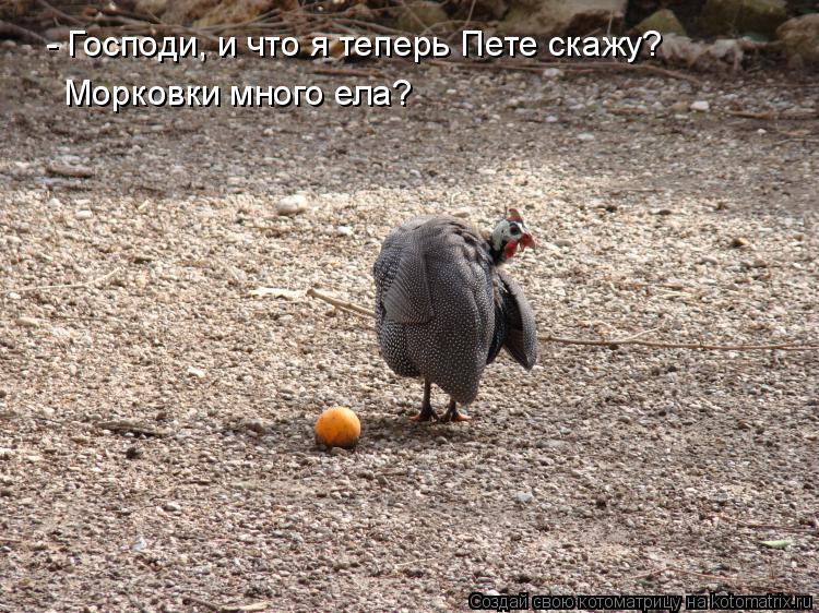 Котоматрица: - Господи, и что я теперь Пете скажу? Морковки много ела?