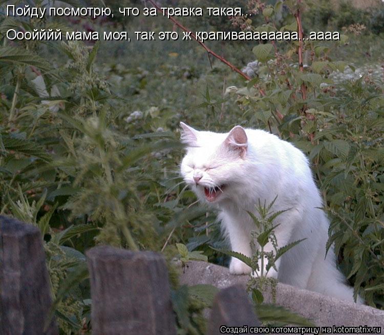 Котоматрица: Пойду посмотрю, что за травка такая... Ооойййй мама моя, так это ж крапиваааааааа...аааа