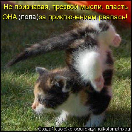Котоматрица: Не признавая, трезвой мысли, власть  ОНА           за приключением рвалась! (попа)