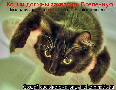 Котоматрица: Кошки должны захватить Вселенную! Пока ты смотришь дурацкие картинки, они это уже делают...