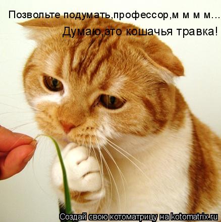 Котоматрица: Позвольте подумать,профессор,м м м м... Думаю,это кошачья травка!