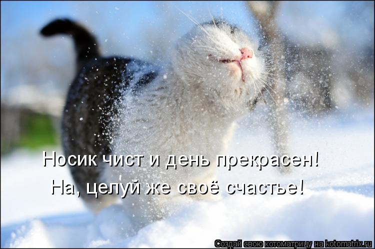 Котоматрица: Носик чист и день прекрасен! На, целуй же своё счастье!