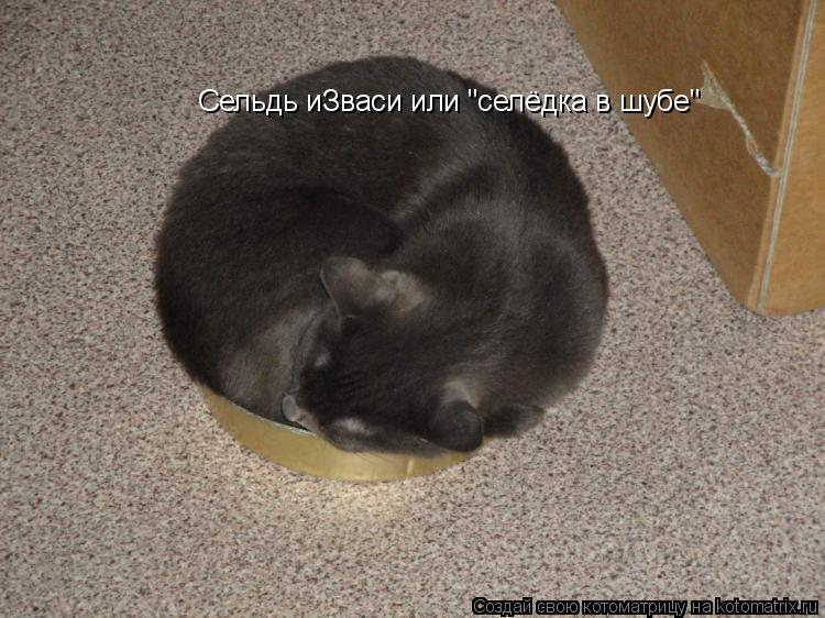 Котоматрица: Сельдь иЗваси или "селёдка в шубе"