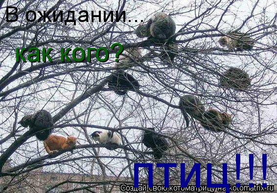 Котоматрица: В ожидании... птиц!!! как кого?