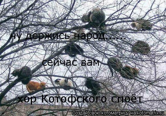 Котоматрица: ну держись народ...... сейчас вам хор Котофского споёт