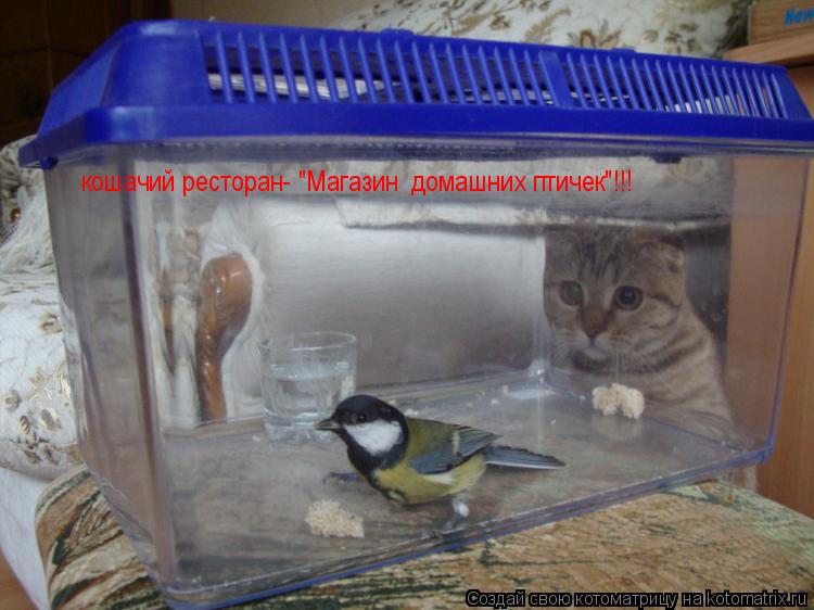 Котоматрица: кошачий ресторан- "Магазин  домашних птичек"!!!