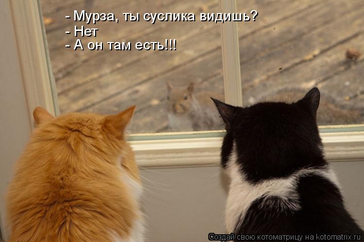 Котоматрица: - Мурза, ты суслика видишь? - Нет - А он там есть!!!