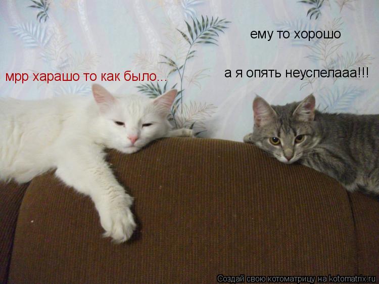 Котоматрица: мрр харашо то как было... ему то хорошо а я опять неуспелааа!!!