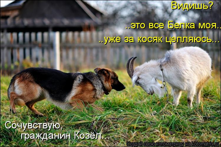 Видишь? ..это все Белка моя... ..уже за косяк цепляюсь... Сочувствую, гражданин Козёл...... Котоматрица: Видишь? ..это все Белка моя... ..уже за косяк цепляюсь... Сочувствую, гражданин Козёл...
