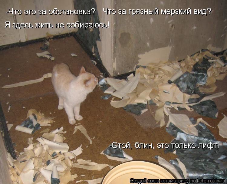 Котоматрица: -Что это за обстановка? Что за грязный мерзкий вид? Я здесь жить не собираюсь! -Стой, блин, это только лифт!