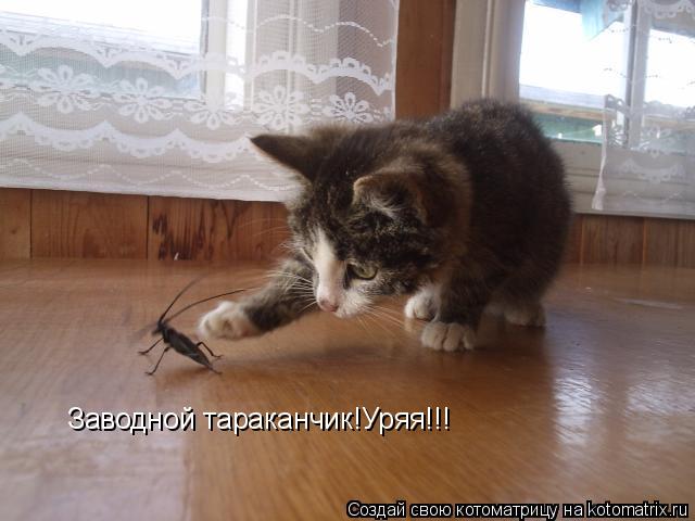 Котоматрица: Заводной тараканчик!Уряя!!!