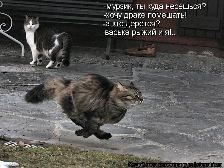 Котоматрица: -мурзик, ты куда несёшься? -хочу драке помешать! -а кто дерётся? -васька рыжий и я!..