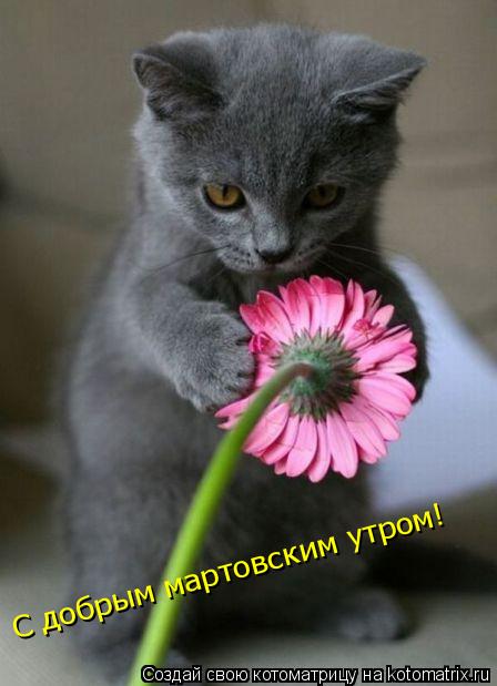 С добрым мартовским утром!... Котоматрица: С добрым мартовским утром!