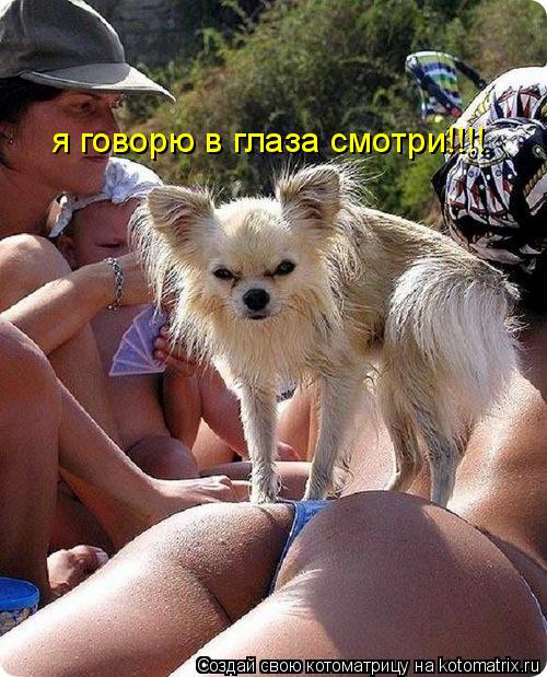 Котоматрица: я говорю в глаза смотри!!!!