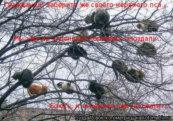 Котоматрица: Гражданка! Заберите же своего нервного пса... Гражданка! Заберите же своего нервного пса... Мы уже на утреннюю кормёжку опоздали... Боюсь, и ве