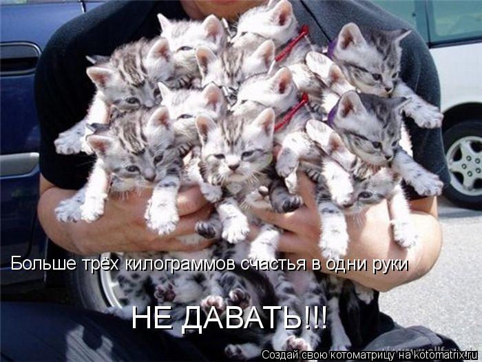 Котоматрица: Больше трёх килограммов счастья в одни руки НЕ ДАВАТЬ!!!