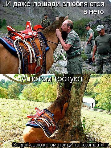 Котоматрица: ..И даже лошади влюбляются  в него А потом тоскуют...
