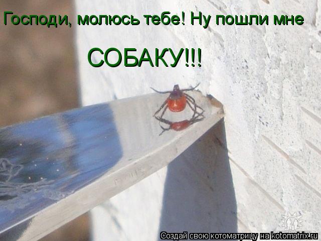 Котоматрица: Господи, молюсь тебе! Ну пошли мне  СОБАКУ!!!