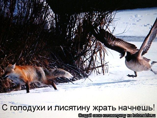 Котоматрица: С голодухи и лисятину жрать начнешь!
