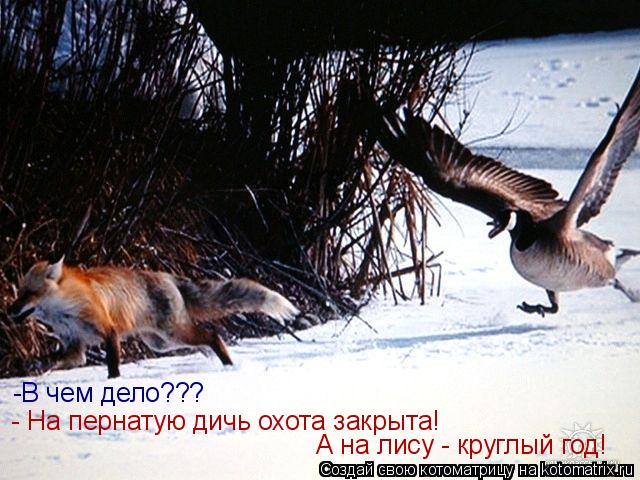 Котоматрица: -В чем дело??? - На пернатую дичь охота закрыта!  А на лису - круглый год!
