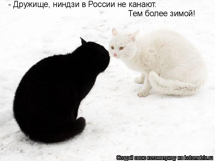 Котоматрица: - Дружище, ниндзи в России не канают.  Тем более зимой!