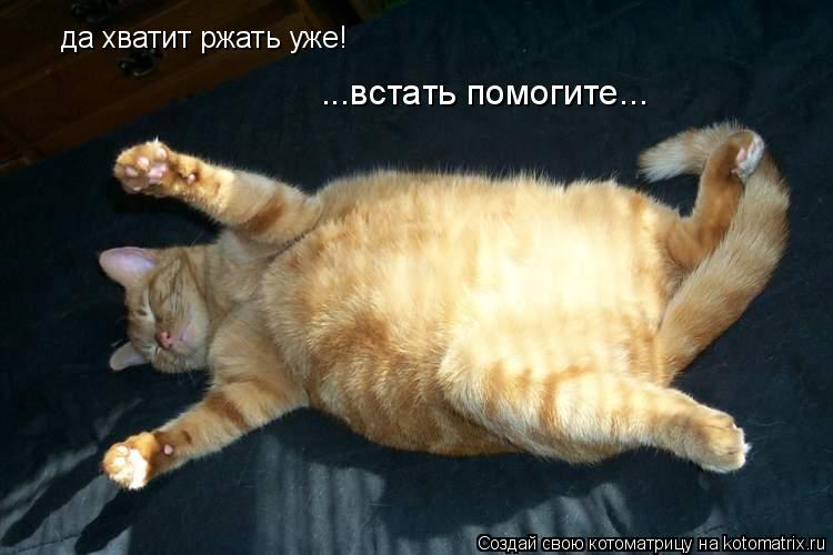 да хватит ржать уже! ...встать помогите...... Котоматрица: да хватит ржать уже! ...встать помогите...