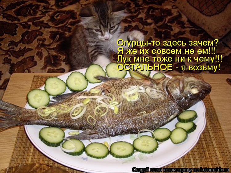 Котоматрица: Огурцы-то здесь зачем? Я же их совсем не ем!!! Лук мне тоже ни к чему!!! ОСТАЛЬНОЕ - я возьму!