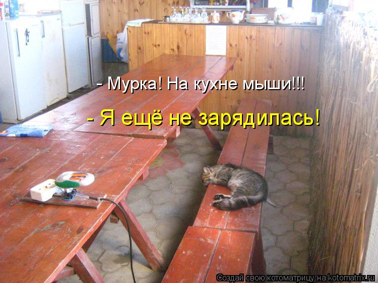 Котоматрица: - Мурка! На кухне мыши!!! - Я ещё не зарядилась!