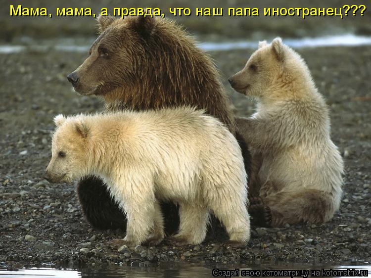 Котоматрица: Мама, мама, а правда, что наш папа иностранец???