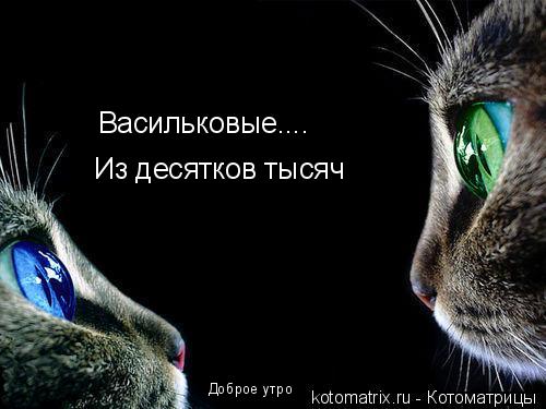 Котоматрица: Васильковые.... Из десятков тысяч Доброе утро
