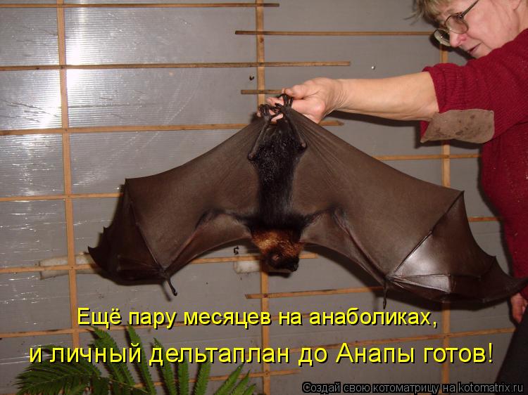 Котоматрица: Ещё пару месяцев на анаболиках,  и личный дельтаплан до Анапы готов!