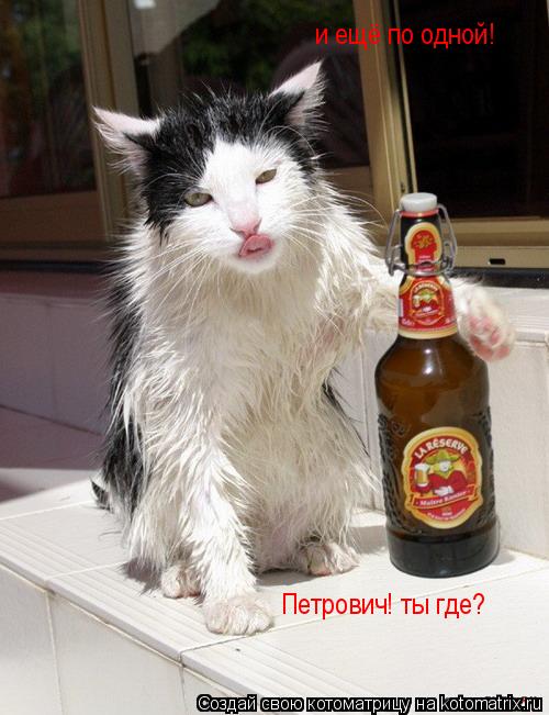 Котоматрица: и ещё по одной! Петрович! ты где?