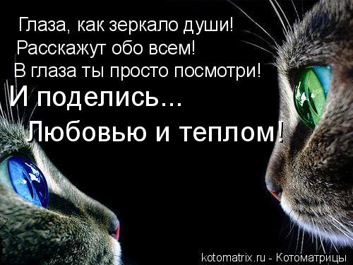 Котоматрица: Глаза, как зеркало души! Расскажут обо всем! В глаза ты просто посмотри! И поделись... Любовью и теплом!