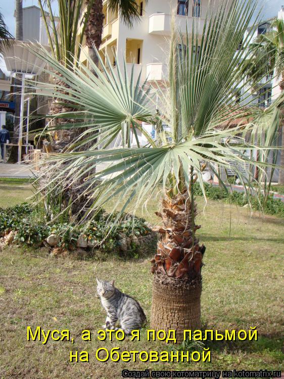 Котоматрица: Муся, а это я под пальмой  на Обетованной