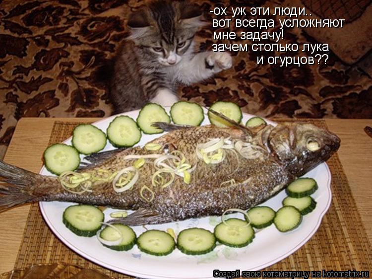 Котоматрица: -ох уж эти люди.. вот всегда усложняют мне задачу! зачем столько лука и огурцов??