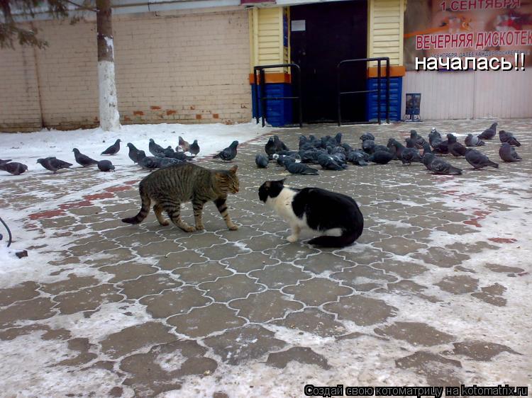 Котоматрица: началась!!