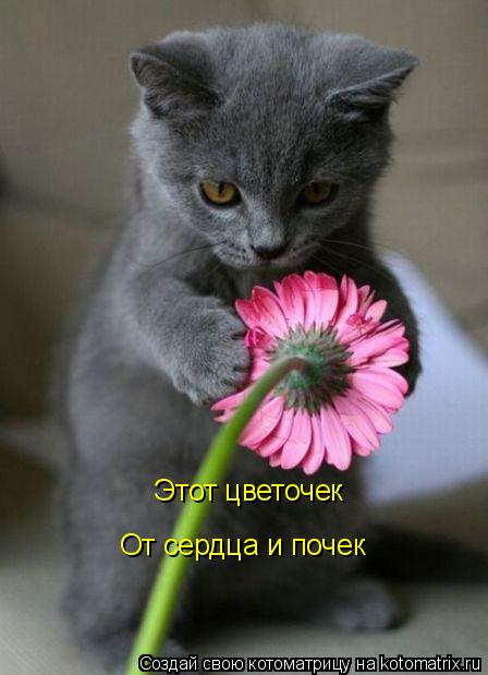 Котоматрица: Этот цветочек  От сердца и почек