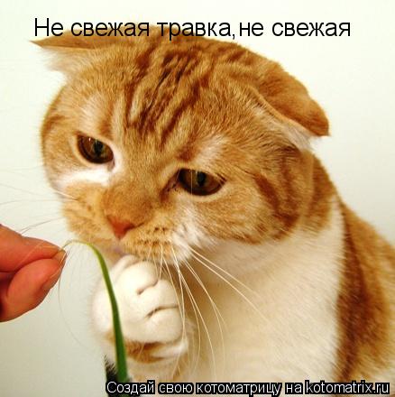 Котоматрица: Не свежая травка,не свежая