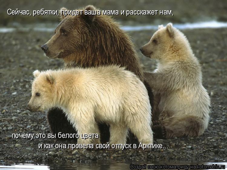 Котоматрица: Сейчас, ребятки, придет ваша мама и расскажет нам, почему это вы белого цвета  и как она провела свой отпуск в Арктике...