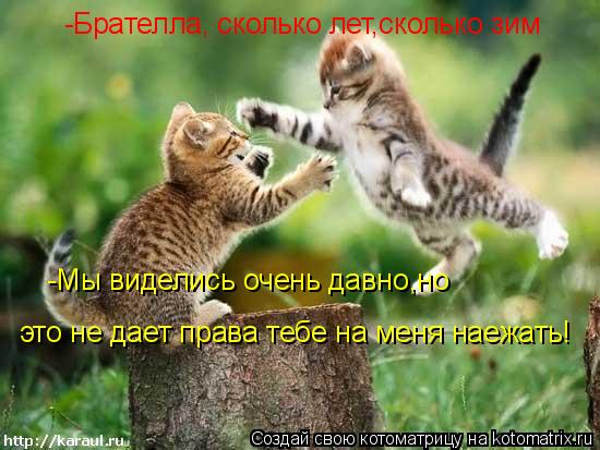Котоматрица: -Брателла, сколько лет,сколько зим -Мы виделись очень давно,но  это не дает права тебе на меня наежать!