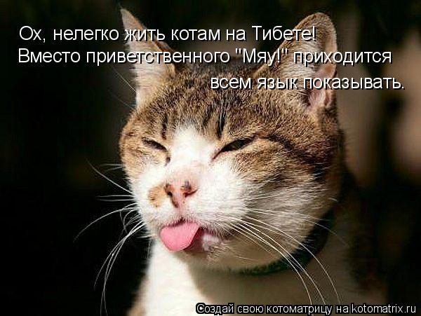 Котоматрица: Ох, нелегко жить котам на Тибете! Вместо приветственного "Мяу!" приходится всем язык показывать.