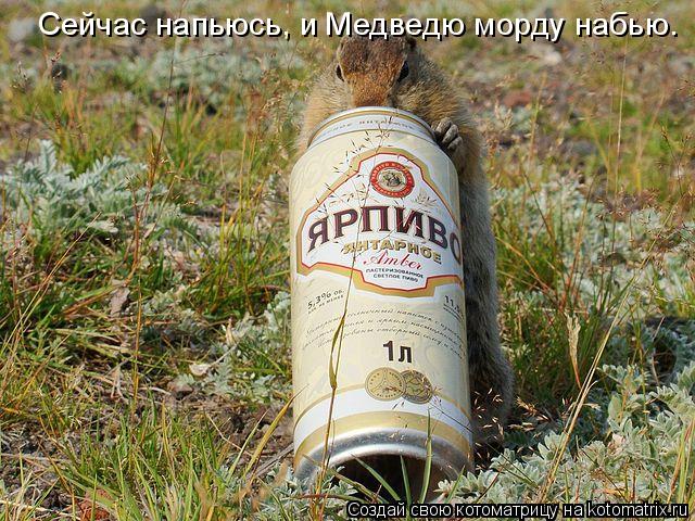 Котоматрица: Сейчас напьюсь, и Медведю морду набью.