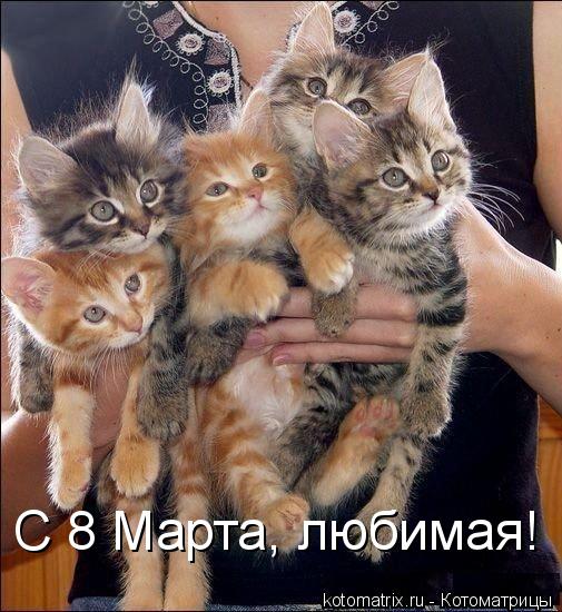 Котоматрица: С 8 Марта, любимая!