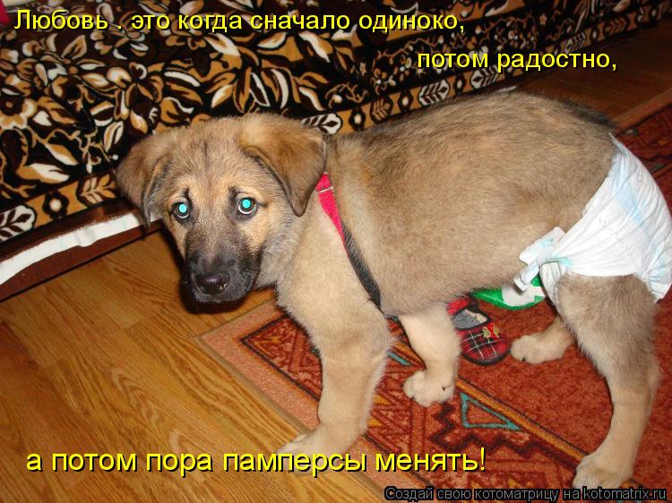 Котоматрица: Любовь — это когда сначало одиноко,  потом радостно, а потом пора памперсы менять!