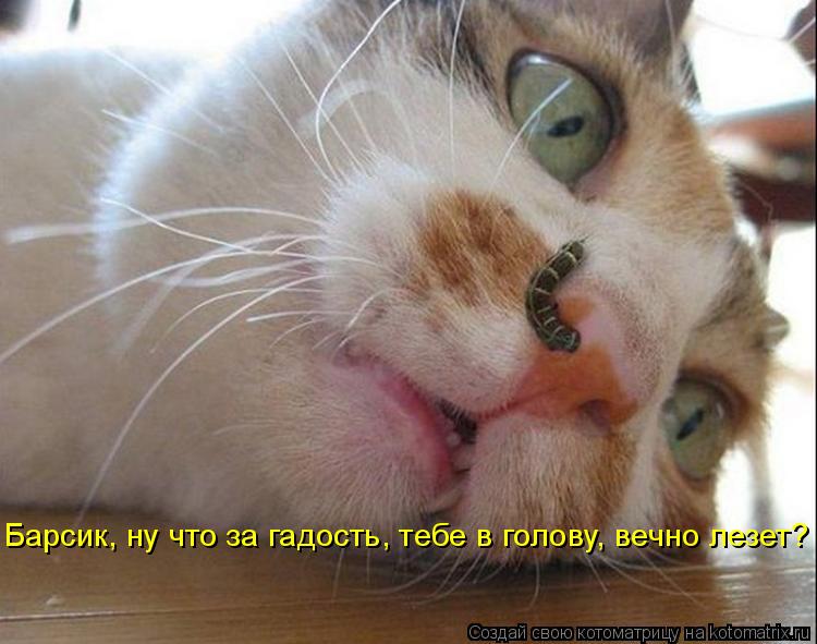 Барсик, ну что за гадость, тебе в голову, вечно лезет?... Котоматрица: Барсик, ну что за гадость, тебе в голову, вечно лезет?
