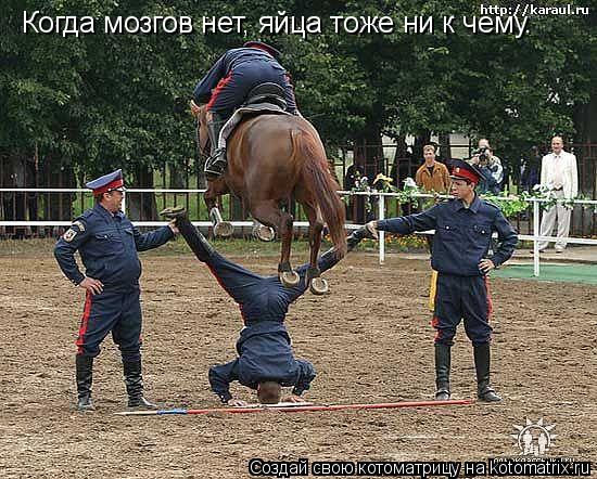 Котоматрица: Когда мозгов нет, яйца тоже ни к чему.