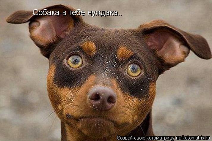 Котоматрица: Собака-в тебе нуждака..
