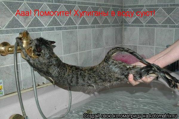 Котоматрица: Ааа! Помогите! Хулиганы в воду суют!