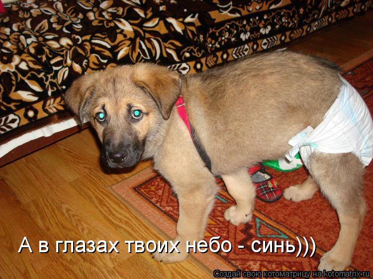 Котоматрица: А в глазах твоих небо - синь)))